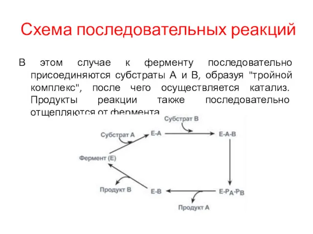 Схема последовательных реакций В этом случае к ферменту последовательно присоединяются