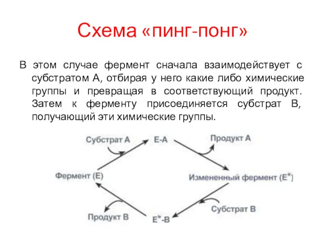 Схема «пинг-понг» В этом случае фермент сначала взаимодействует с субстратом