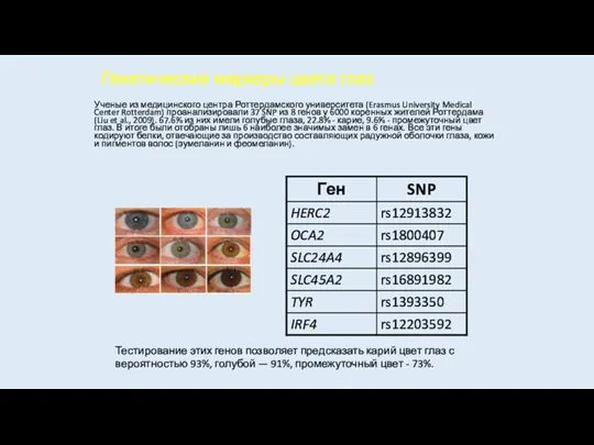 Генетические маркеры цвета глаз Ученые из медицинского центра Роттердамского университета (Erasmus University Medical