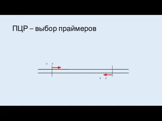 ПЦР – выбор праймеров