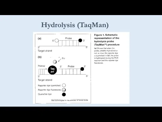 Hydrolysis (TaqMan)