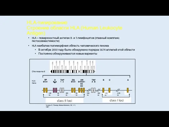 HLA-типирование Строение области HLA (Human Leukocyte Antigen) HLA – поверхностный