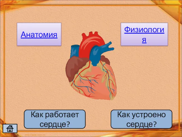 Анатомия Физиология Как работает сердце? Как устроено сердце?