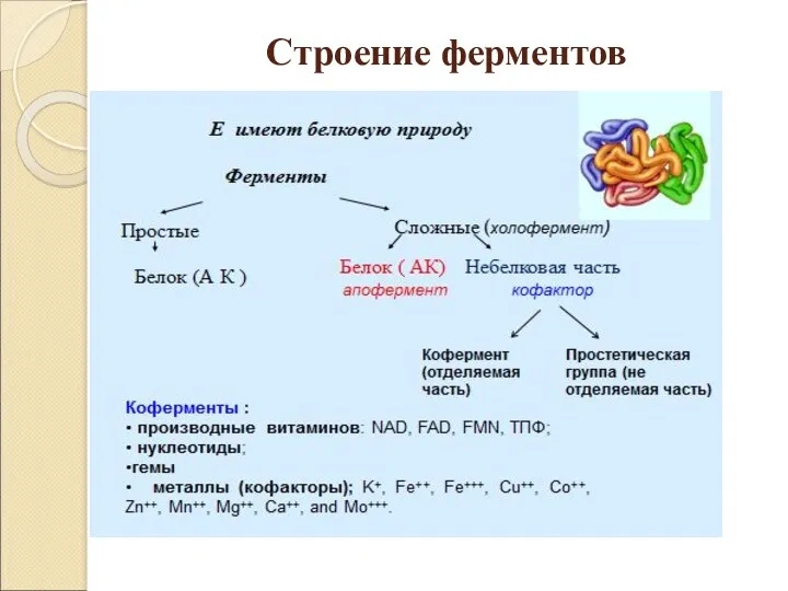 Строение ферментов