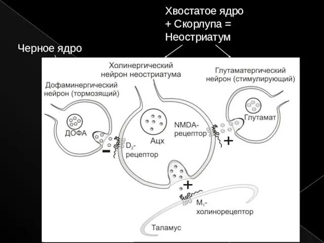 Хвостатое ядро + Скорлупа = Неостриатум Черное ядро