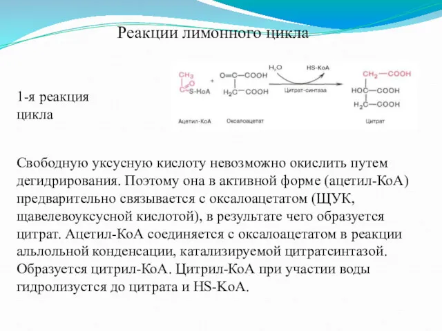 Реакции лимонного цикла 1-я реакция цикла Свободную уксусную кислоту невозможно