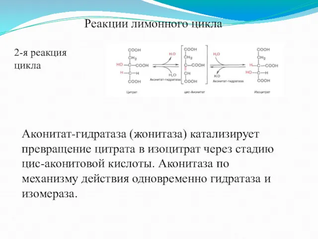 Реакции лимонного цикла 2-я реакция цикла Аконитат-гидратаза (жонитаза) катализирует превращение