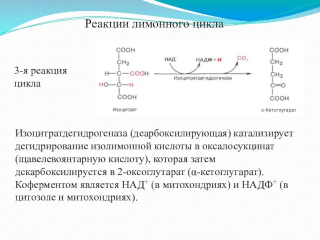 Реакции лимонного цикла 3-я реакция цикла Изоцитратдегидрогеназа (деарбоксилирующая) катализирует дегидрирование