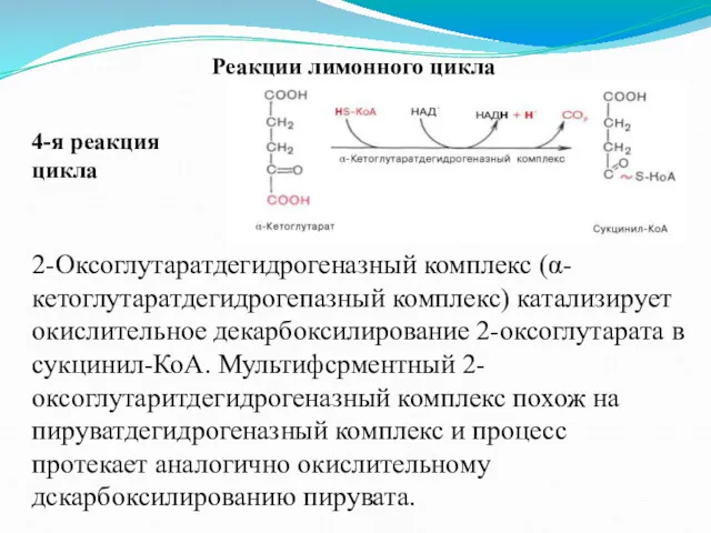 Реакции лимонного цикла 4-я реакция цикла 2-Оксоглутаратдегидрогеназный комплекс (α-кетоглутаратдегидрогепазный комплекс)