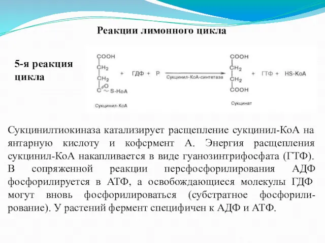 Реакции лимонного цикла 5-я реакция цикла Сукцинилтиокиназа катализирует расщепление сукцинил-КоА