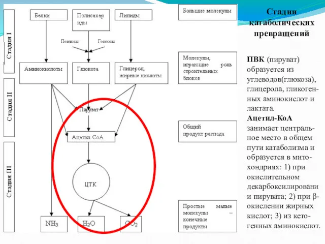 Стадии катаболических превращений ПВК (пируват) образуется из углеводов(глюкоза), глицерола, гликоген-ных