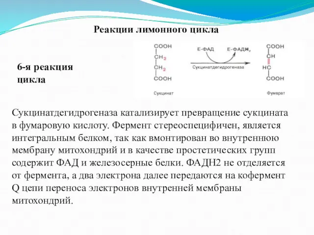 Реакции лимонного цикла 6-я реакция цикла Сукцинатдегидрогеназа катализирует превращение сукцината