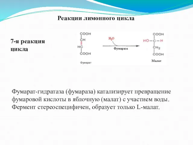 Реакции лимонного цикла 7-я реакция цикла Фумарат-гидратаза (фумараза) катализирует превращение