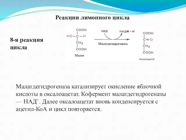 Реакции лимонного цикла 8-я реакция цикла Малатдегидрогеназа катализирует окисление яблочной