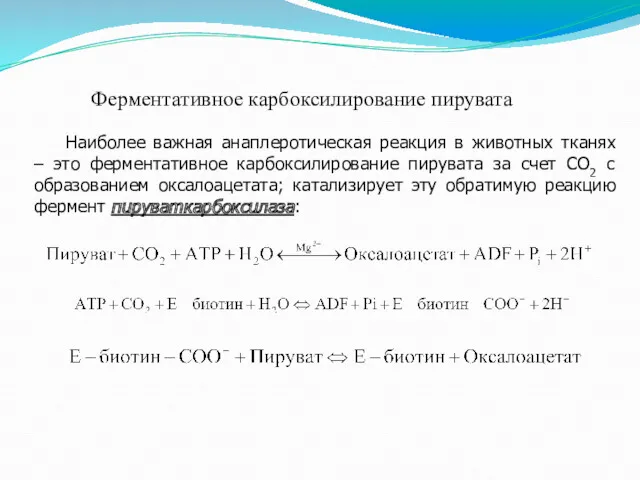 Ферментативное карбоксилирование пирувата Наиболее важная анаплеротическая реакция в животных тканях