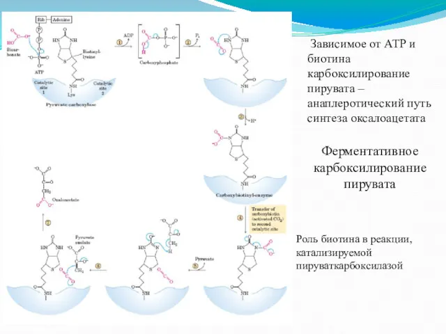 Зависимое от АТP и биотина карбоксилирование пирувата – анаплеротический путь