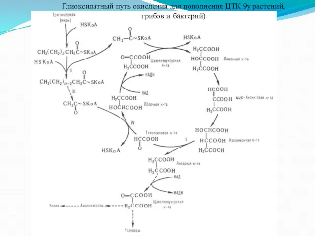 Глиоксилатный путь окисления для пополнения ЦТК 9у растений, грибов и бактерий)