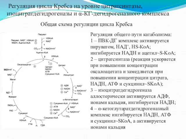 Регуляция цикла Кребса на уровне цитратсинтазы, изоцитратдегидрогеназы и α-КГ-дегидрогеназного комплекса