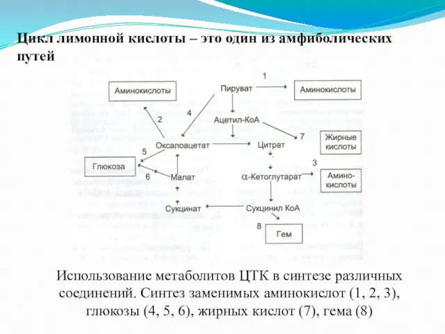 Цикл лимонной кислоты – это один из амфиболических путей Использование