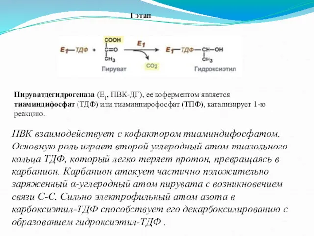 Пируватдегидрогеназа (Е1, ПВК-ДГ), ее коферментом является тиаминдифосфат (ТДФ) или тиаминпирофосфат