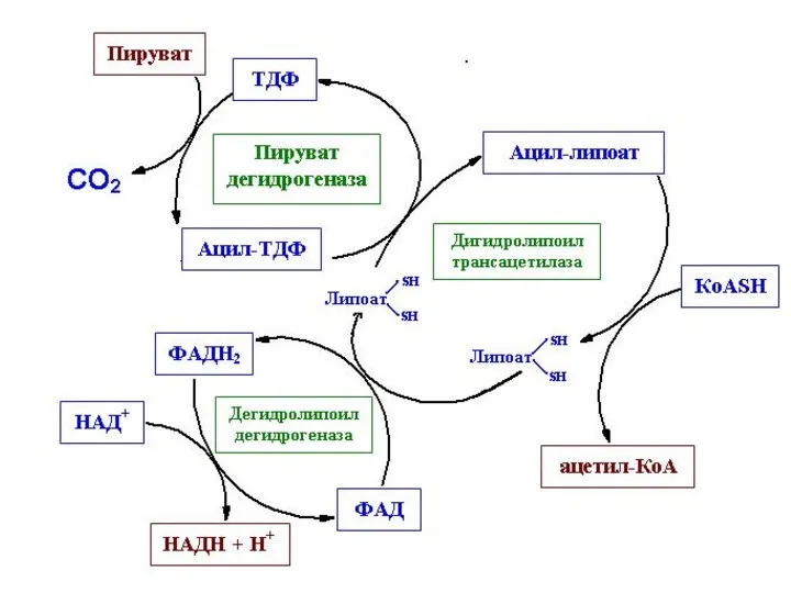 Пируватдегидрогеназный комплекс