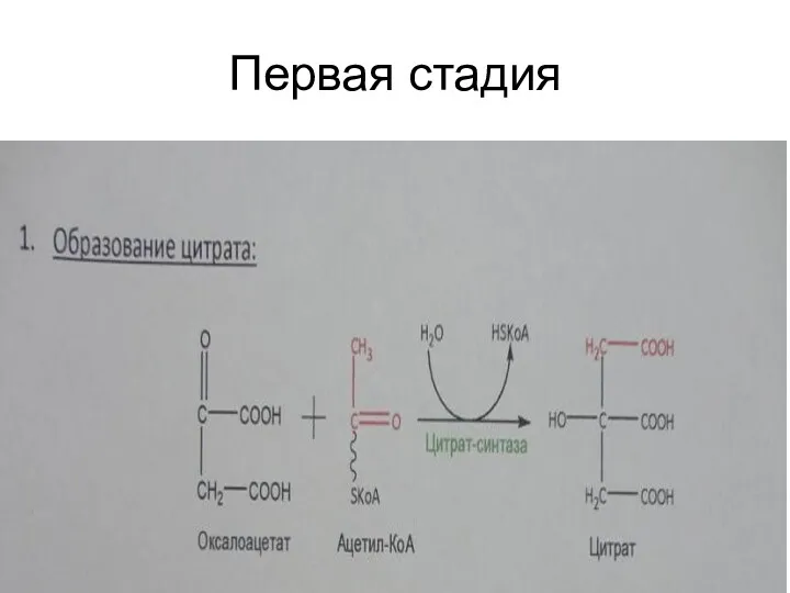 Первая стадия