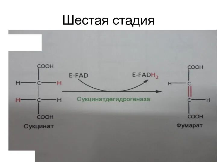 Шестая стадия