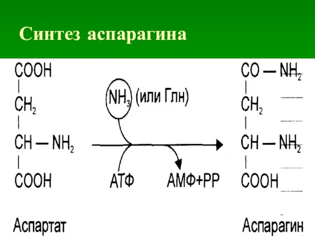 Синтез аспарагина