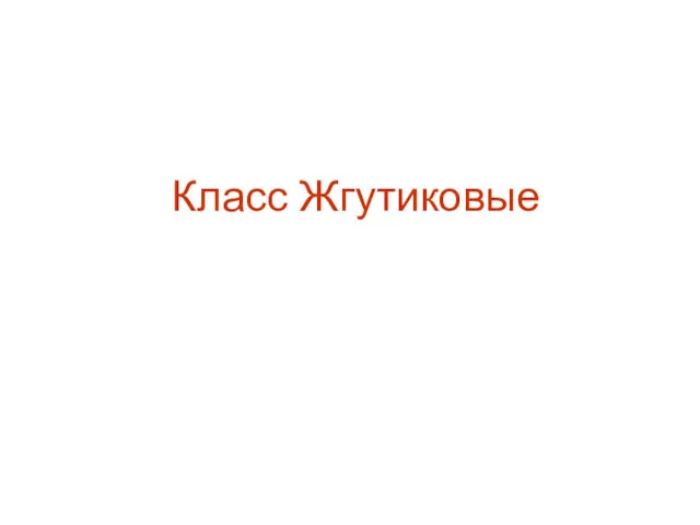 Класс Жгутиковые