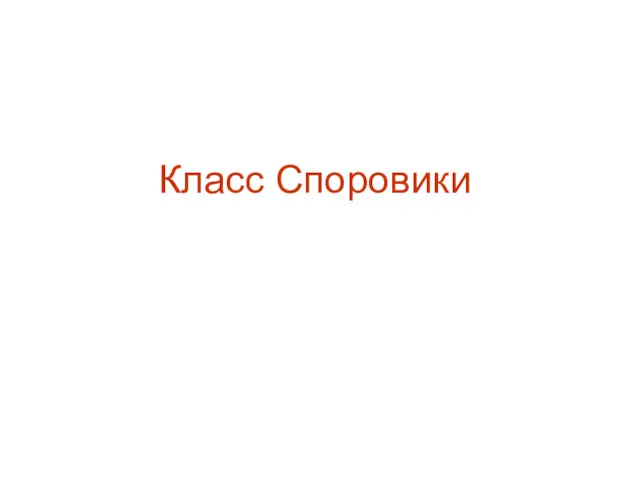 Класс Споровики