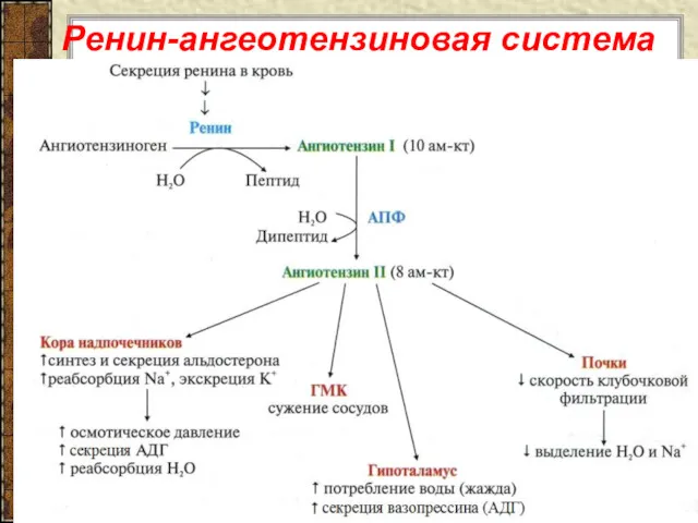 Ренин-ангеотензиновая система