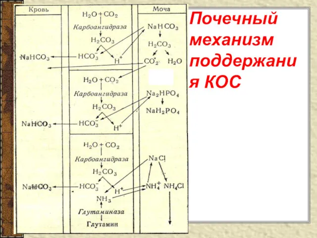 Почечный механизм поддержания КОС