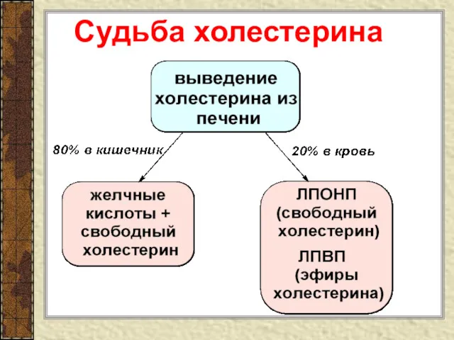 Судьба холестерина