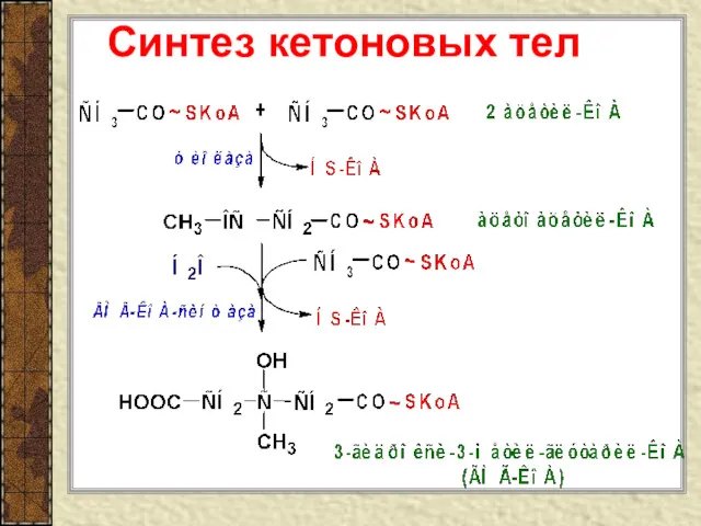 Синтез кетоновых тел