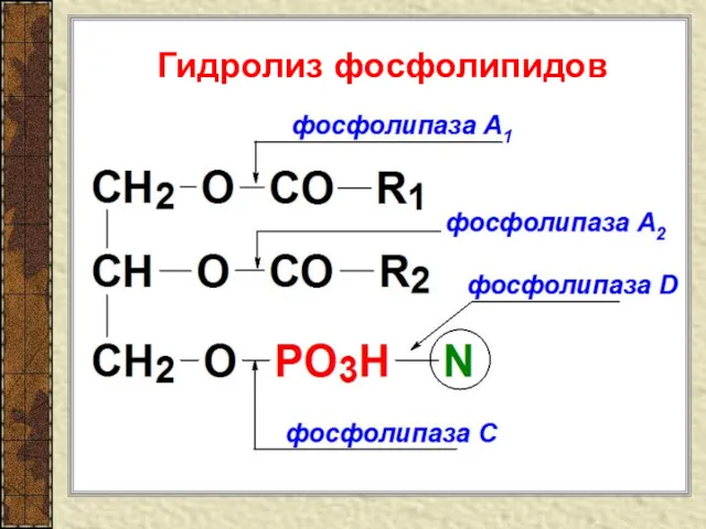 Гидролиз фосфолипидов