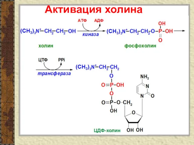 Активация холина