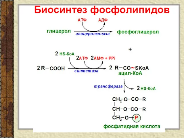 Биосинтез фосфолипидов