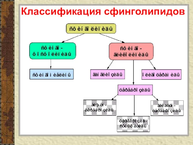 Классификация сфинголипидов