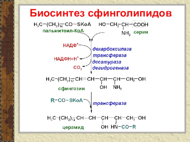 Биосинтез сфинголипидов ~