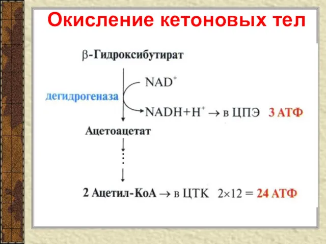 Окисление кетоновых тел