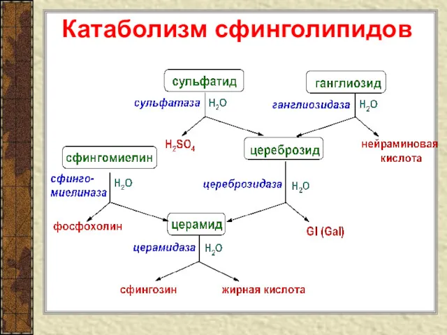 Катаболизм сфинголипидов