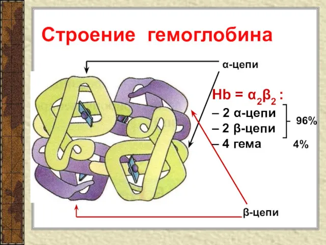 Строение гемоглобина α-цепи β-цепи Hb = α2β2 : – 2