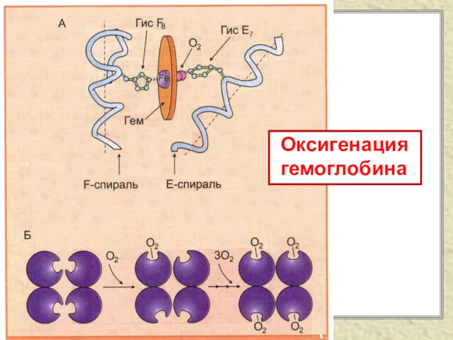 Оксигенация гемоглобина