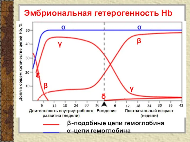 Эмбриональная гетерогенность Нb β-подобные цепи гемоглобина α-цепи гемоглобина γ α α β β δ γ ε