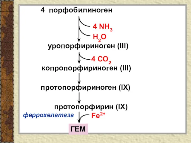 4 порфобилиноген 4 NH3 H2O уропорфириноген (III) копропорфириноген (III) протопорфириноген