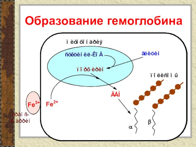 Образование гемоглобина