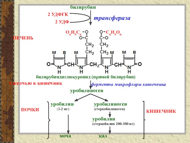 трансфераза билирубин 2 УДФГК 2 УДФ С6Н9О6 О6Н9С6 билирубиндиглюкуронид (прямой