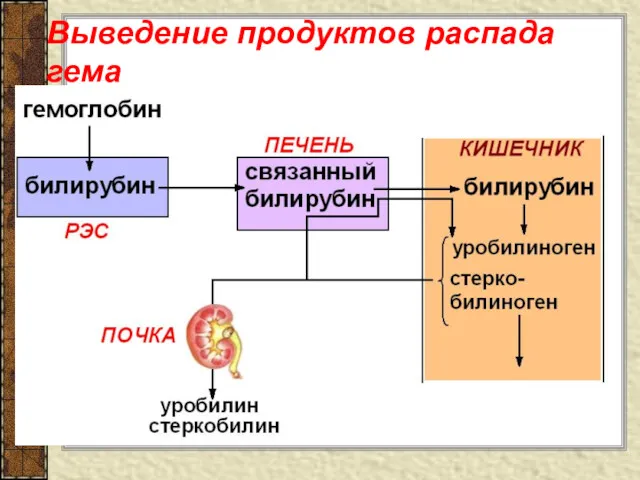 Выведение продуктов распада гема