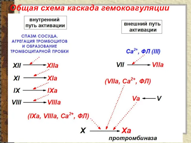 Общая схема каскада гемокоагуляции