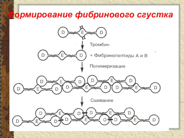 Формирование фибринового сгустка